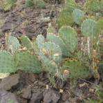 Opuntia caesia, Crozier, AZ