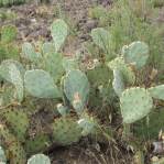 Opuntia caesia, Crozier, AZ