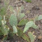 Opuntia caesia, Crozier, AZ