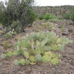 Opuntia caesia, Crozier, AZ