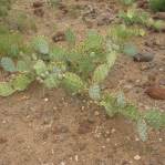 Opuntia caesia, Crozier, AZ