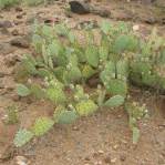 Opuntia caesia, Crozier, AZ