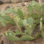 Opuntia caesia, Crozier, AZ