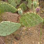 Opuntia caesia, Crozier, AZ