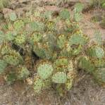 Opuntia caesia, Crozier, AZ