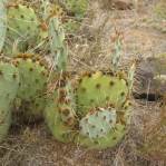 Opuntia caesia, Crozier, AZ