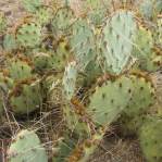 Opuntia caesia, Crozier, AZ