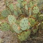 Opuntia caesia, Crozier, AZ