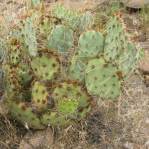 Opuntia caesia, Crozier, AZ