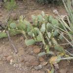 Opuntia caesia, Crozier, AZ