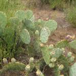 Opuntia caesia, Crozier, AZ