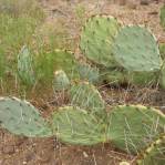 Opuntia caesia, Crozier, AZ