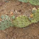 Opuntia caesia, Crozier, AZ