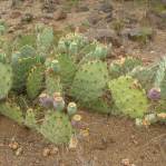 Opuntia caesia, Crozier, AZ