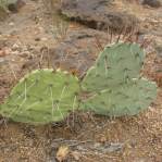 Opuntia caesia, Crozier, AZ