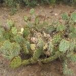 Opuntia caesia, Crozier, AZ