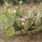 Opuntia caesia, Crozier, AZ