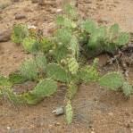 Opuntia caesia, Crozier, AZ