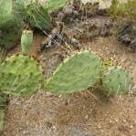 Opuntia caesia, Crozier, AZ