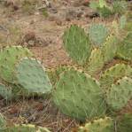 Opuntia caesia, Crozier, AZ