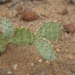 Opuntia caesia, Crozier, AZ