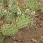 Opuntia caesia, Crozier, AZ