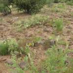 Opuntia caesia, Crozier, AZ