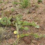 Opuntia caesia, Crozier, AZ