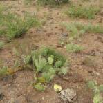 Opuntia caesia, Crozier, AZ