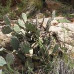 Opuntia caesia, Crozier, AZ