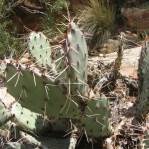 Opuntia caesia, Crozier, AZ