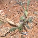 Opuntia caesia, near Cane Beds, AZ