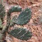 Opuntia caesia, near Cane Beds, AZ