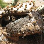 Opuntia caesia, near Cane Beds, AZ