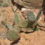 Opuntia caesia, near Cane Beds, AZ