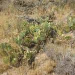 Opuntia caeasia, KIngman, AZ