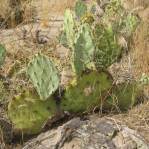 Opuntia caeasia, KIngman, AZ