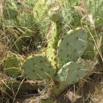 Opuntia caeasia, KIngman, AZ