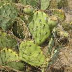 Opuntia caeasia, KIngman, AZ