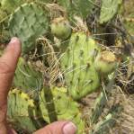 Opuntia caeasia, KIngman, AZ