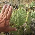 Opuntia caeasia, KIngman, AZ