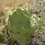 Opuntia caeasia, KIngman, AZ