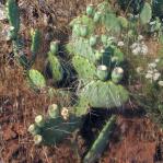 Opuntia caesia, near Rockville, UT