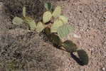 Opuntia camanchica, immature, greater Tucson area