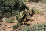 Opuntia camanchica, Hualapai Rd, Kingman, AZ