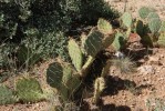 Opuntia camanchica, Hualapai Rd, Kingman, AZ