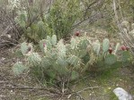 Opuntia camanchia, Mentone, CA