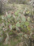 Opuntia camanchia, Mentone, CA