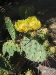 Opuntia camanchica, Desert Botanical Gardens, Tempe, AZ