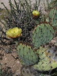 Opuntia camanchica, garden plant, Tucson, AZ